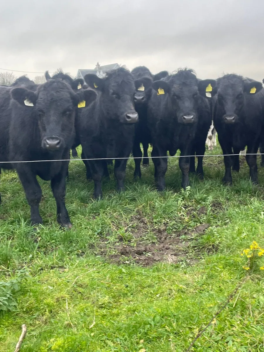 Angus bullocks - Image 2