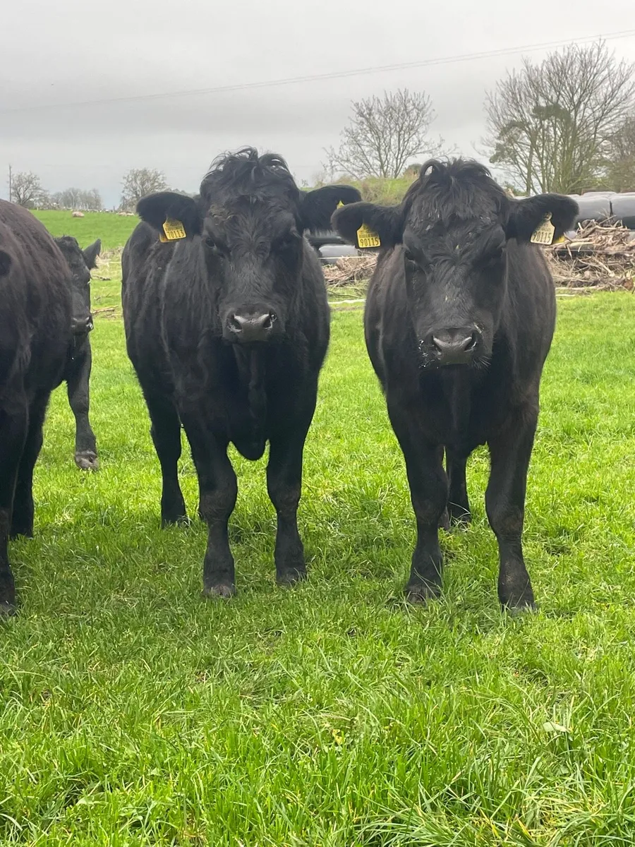 Angus bullocks - Image 3