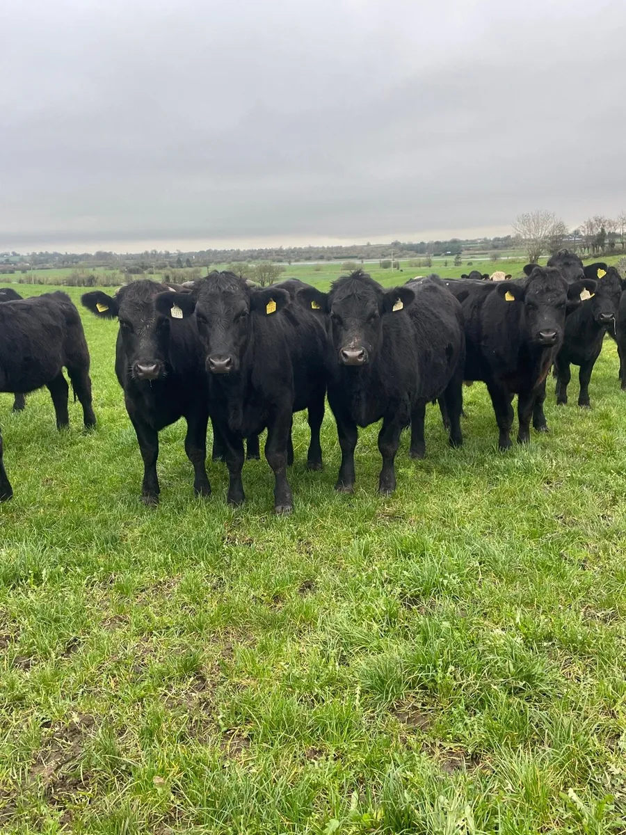 Angus bullocks - Image 1