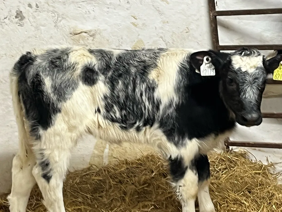 7 AI BRED BB HEIFER CALVES - Image 1