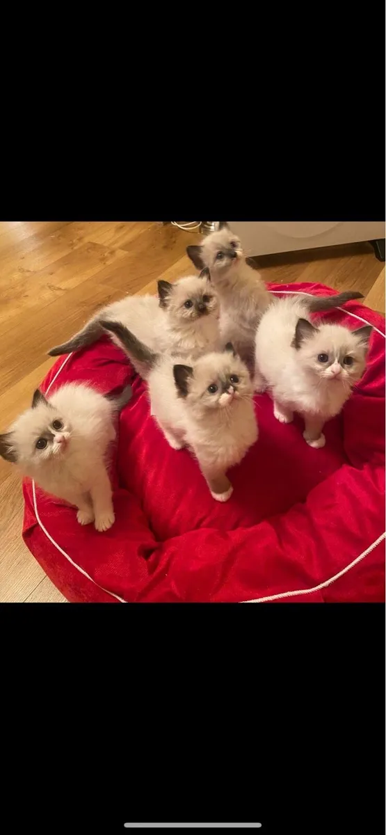 Ragdoll kittens (1 girl left) - Image 1
