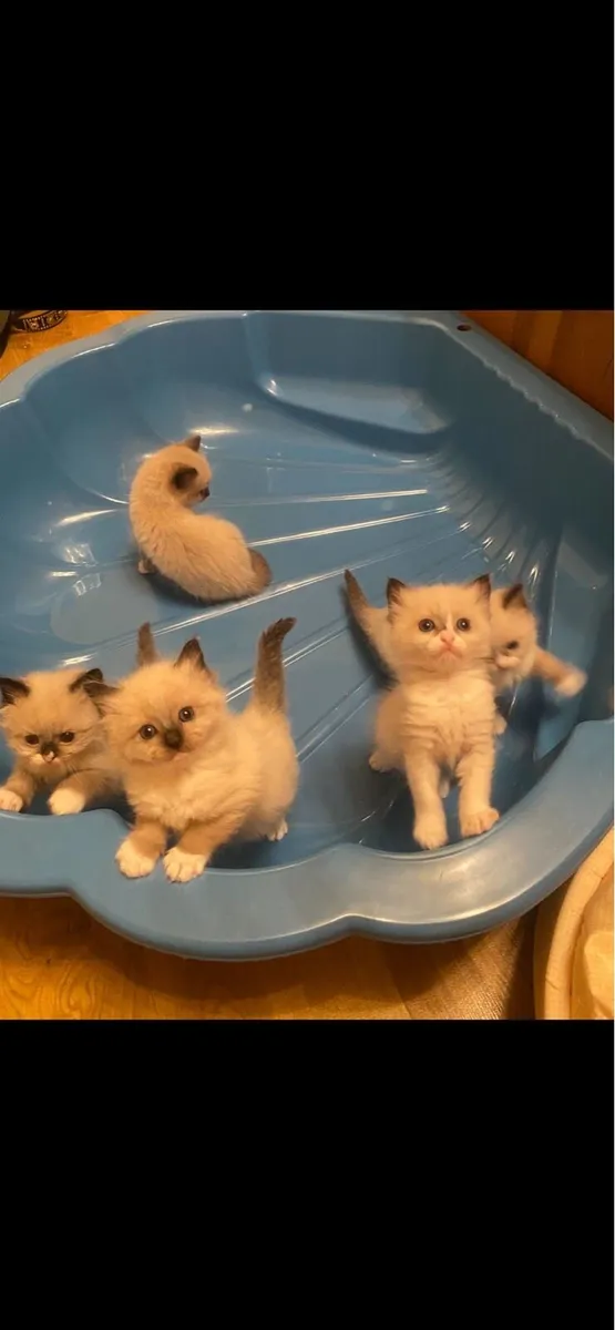 Ragdoll kittens (1 girl left) - Image 2