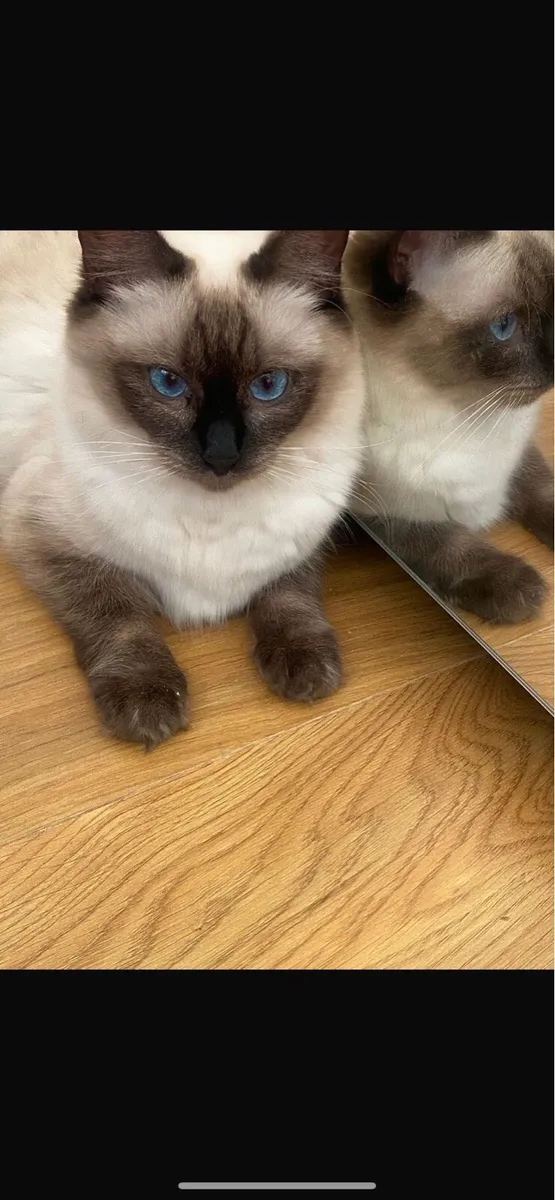 Ragdoll kittens (1 girl left) - Image 3