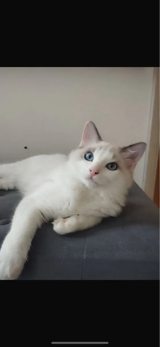 Ragdoll kittens (1 girl left) - Image 4