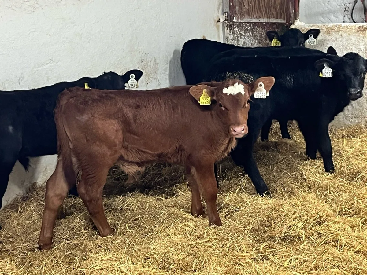 8 Super Strong AA HE Bull Calves - Image 1