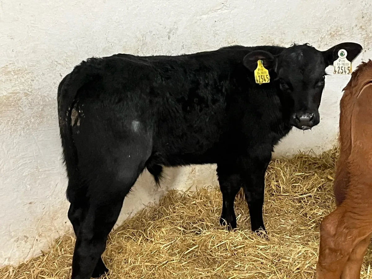 8 Super Strong AA HE Bull Calves - Image 2