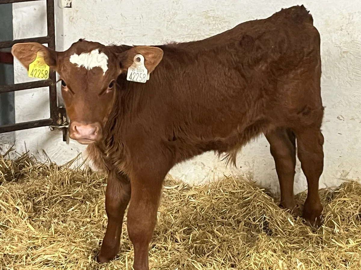 8 Super Strong AA HE Bull Calves - Image 3