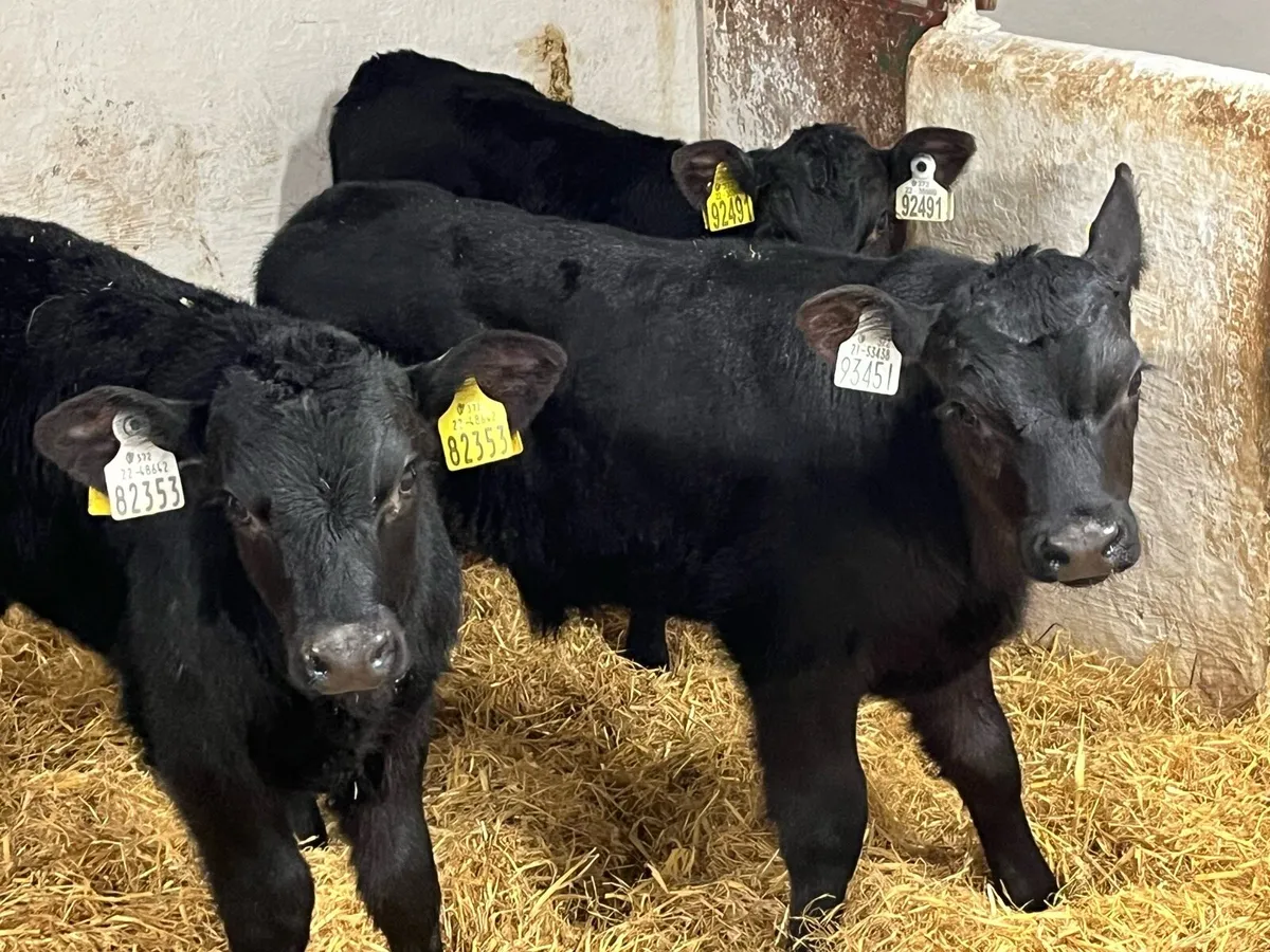 8 Super Strong AA HE Bull Calves - Image 4