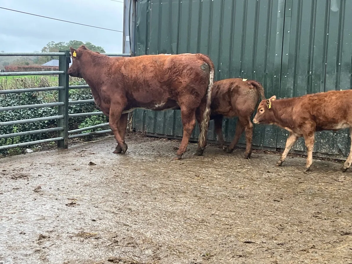 2 Super Limousine 1st Calvers with heifer calves - Image 2