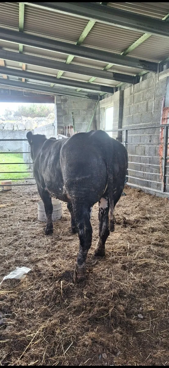 Super heifer - Image 3