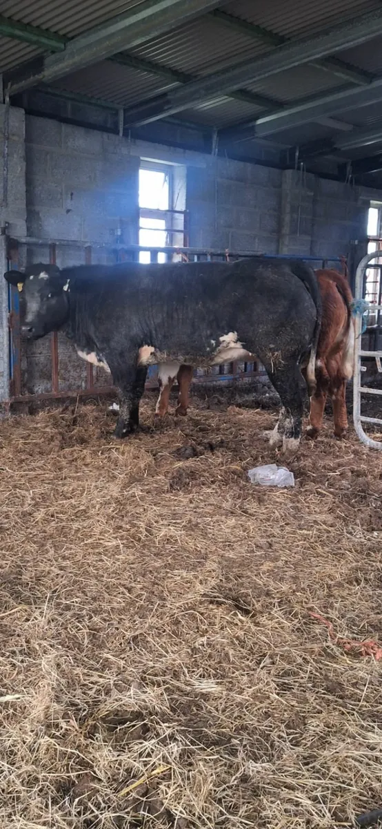 Super heifer - Image 4