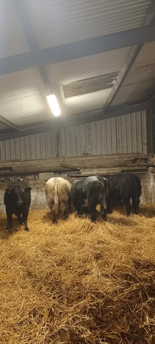 💥💥BBX BULLS 💥💥SFL BREEDING 💥💥 - Image 1