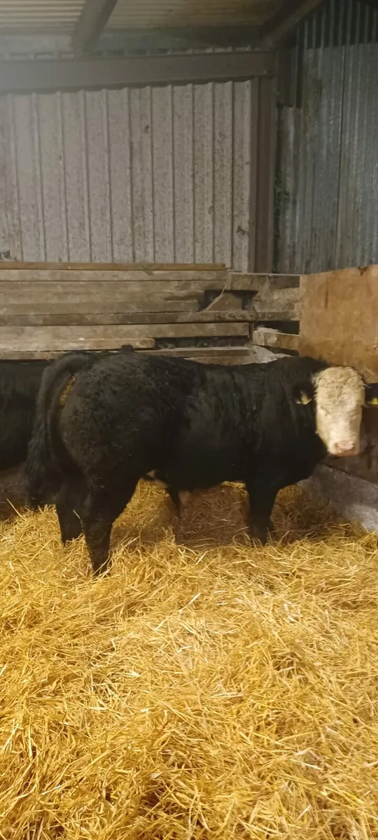 💥💥BBX BULLS 💥💥SFL BREEDING 💥💥 - Image 2