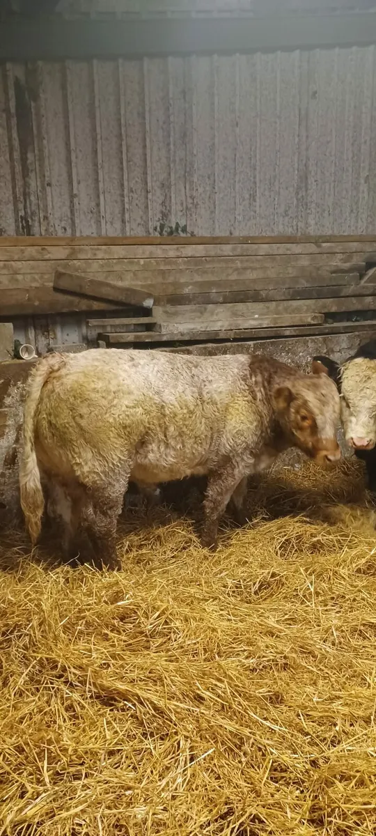 💥💥BBX BULLS 💥💥SFL BREEDING 💥💥 - Image 3