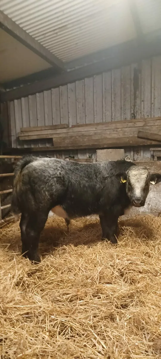 💥💥BBX BULLS 💥💥SFL BREEDING 💥💥 - Image 4