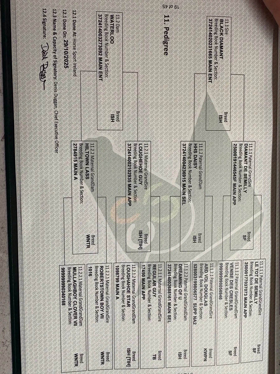 Irish sport horse fill foal - Image 2