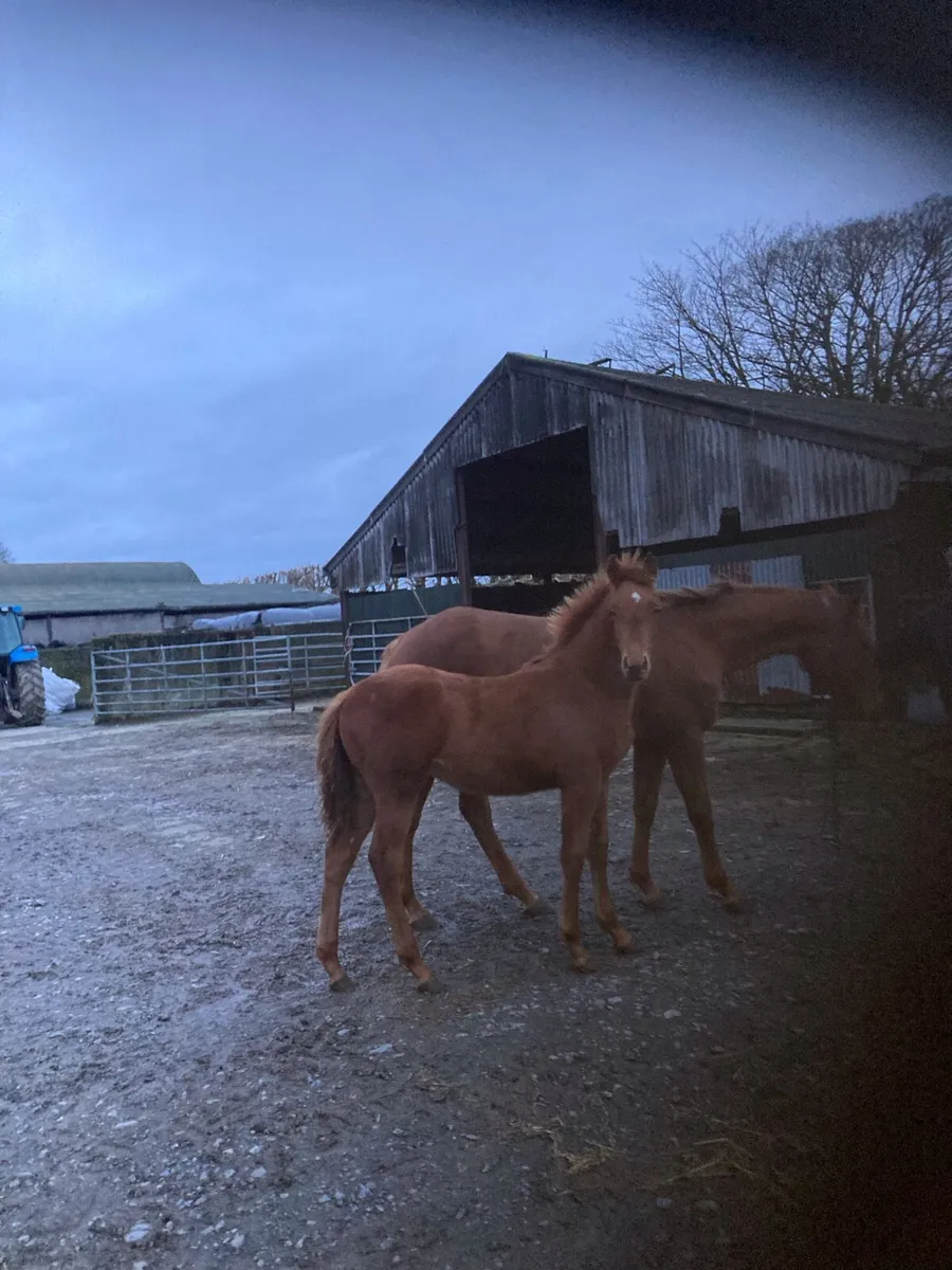 Irish sport horse fill foal - Image 1