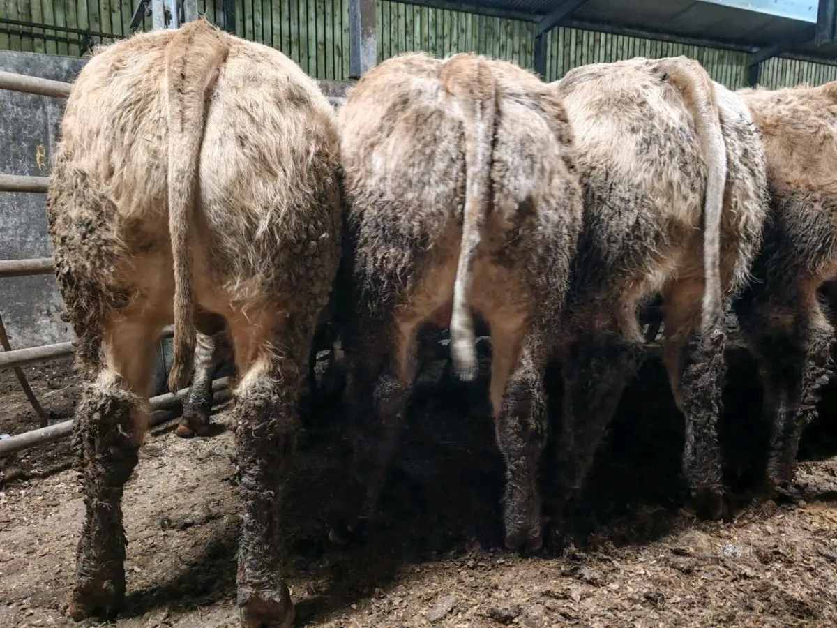 TOPS OF THE  WEST !!! - Image 3