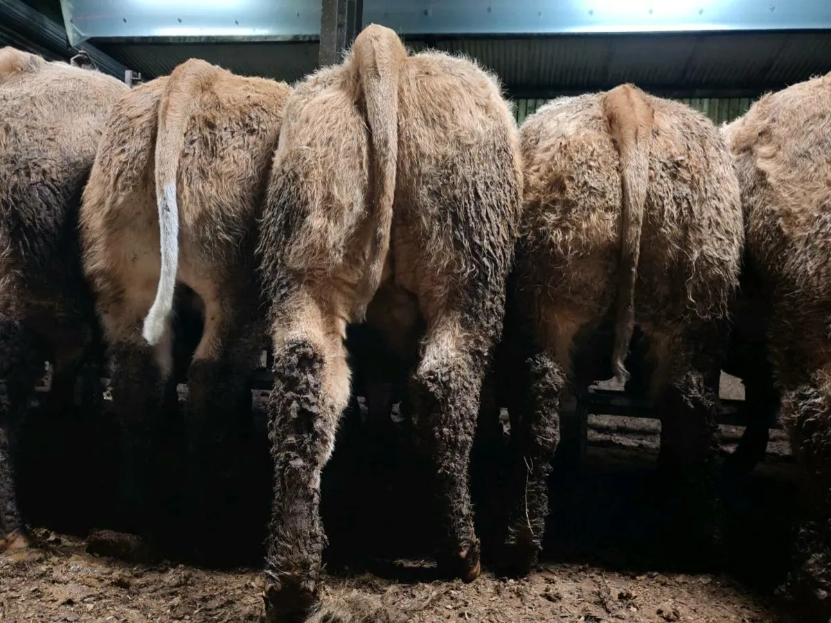 TOPS OF THE  WEST !!! - Image 4