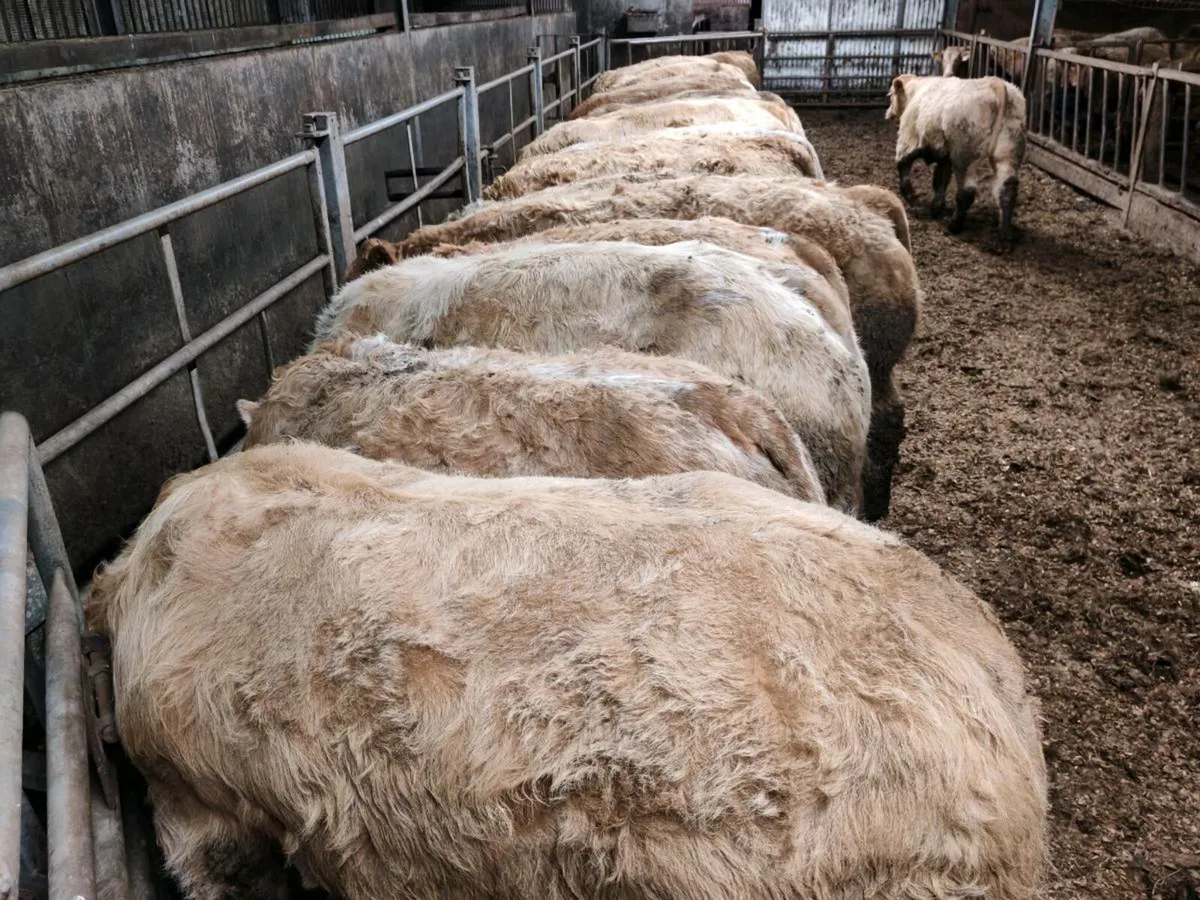 Mulligan Livestock Mayo - Image 4