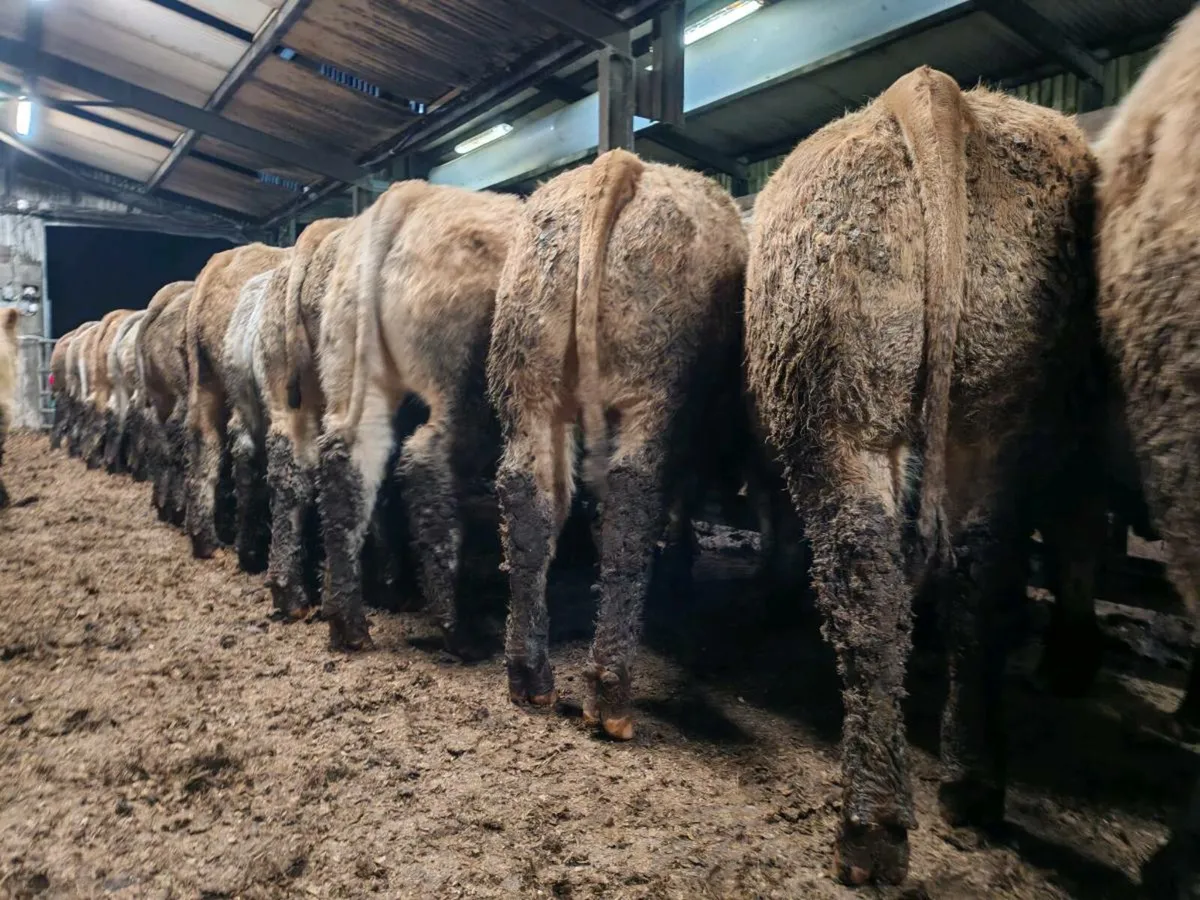 TOPS OF THE  WEST !!! - Image 2