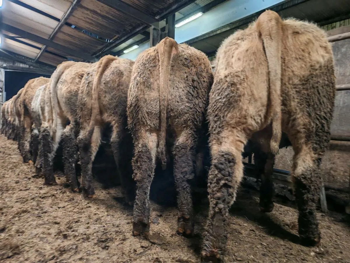 TOPS OF THE  WEST !!! - Image 1