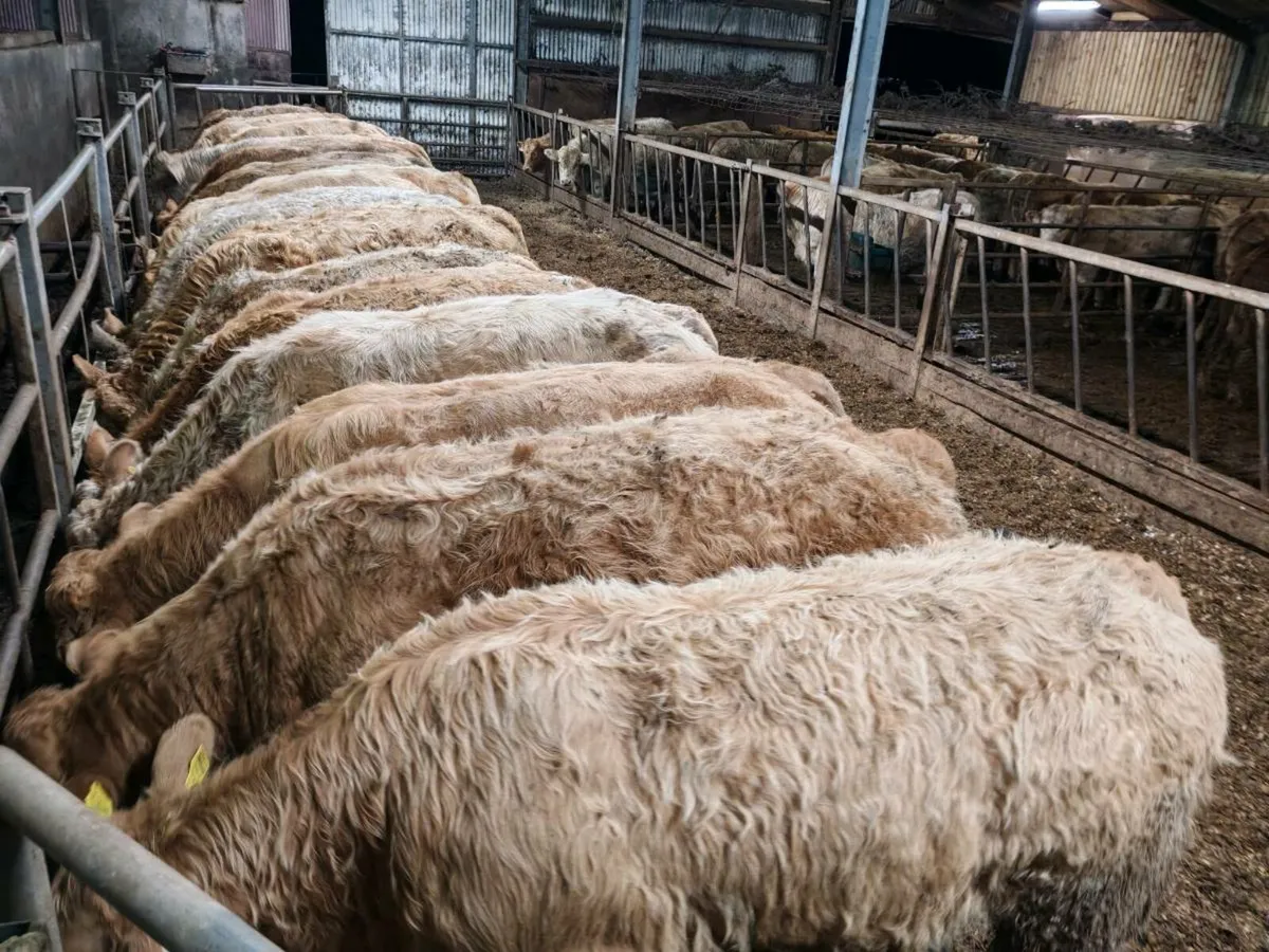 20 Exceptional U Grade Bullock's 400/420 kgs - Image 1
