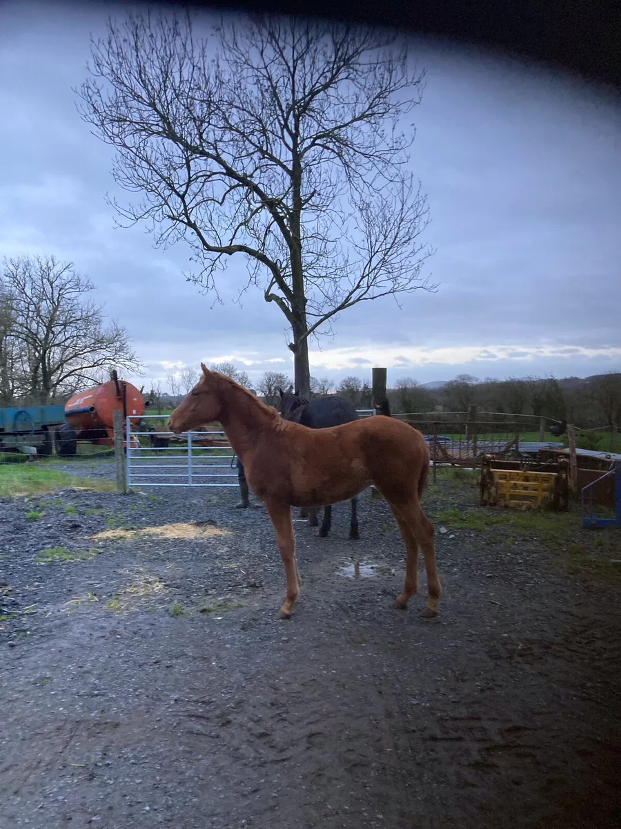 Irish Sport Horse Foal - Image 1