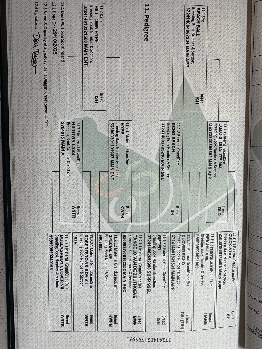 Irish Sport Horse Foal - Image 2