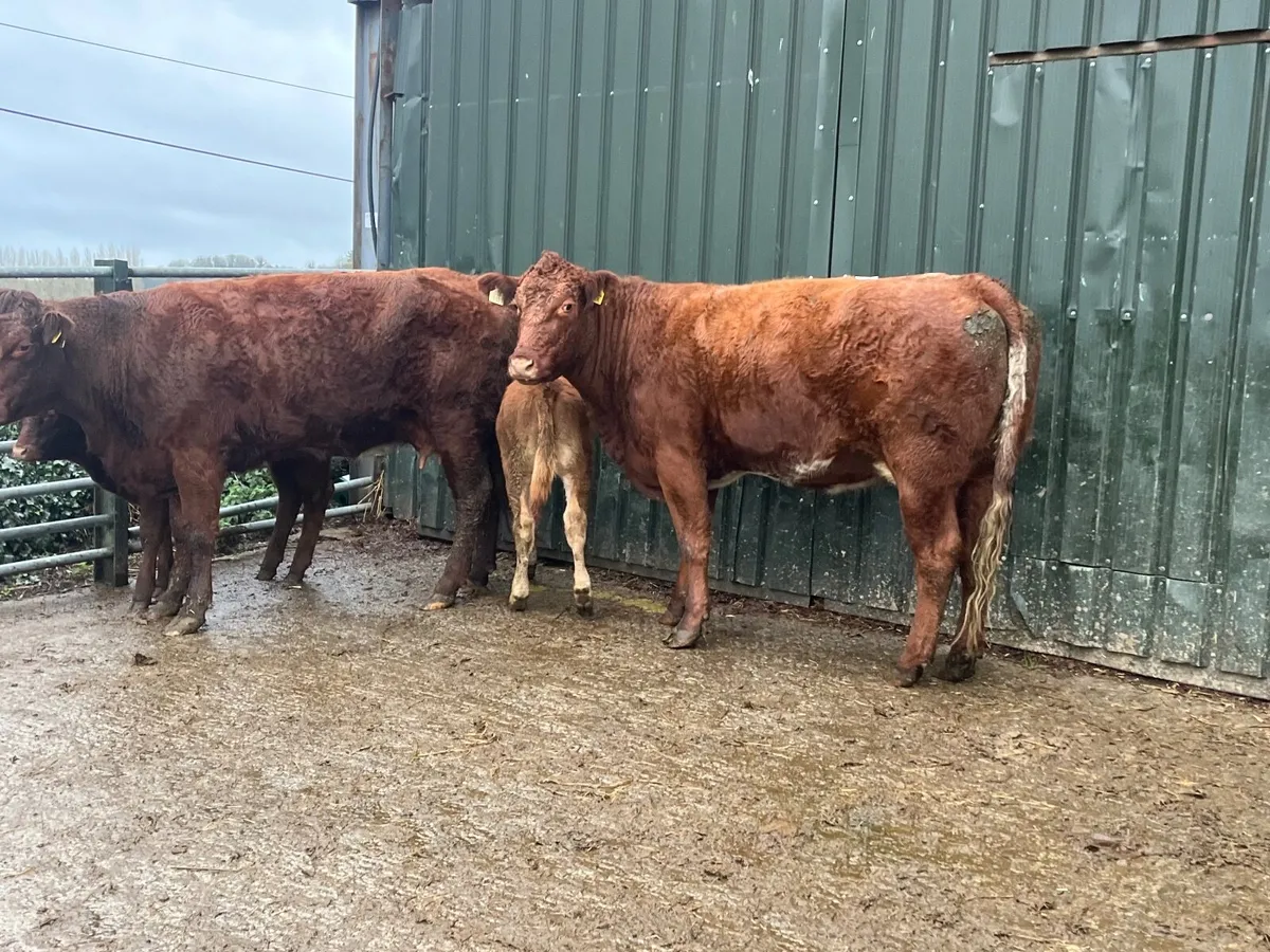 2 Super Limousine 1st Calvers with heifer calves - Image 3