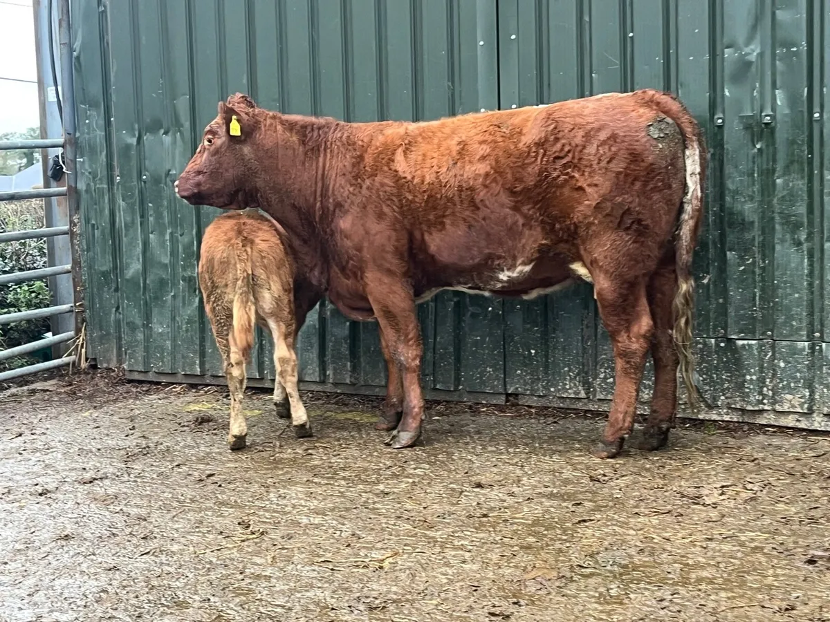 2 Super Limousine 1st Calvers with heifer calves - Image 4
