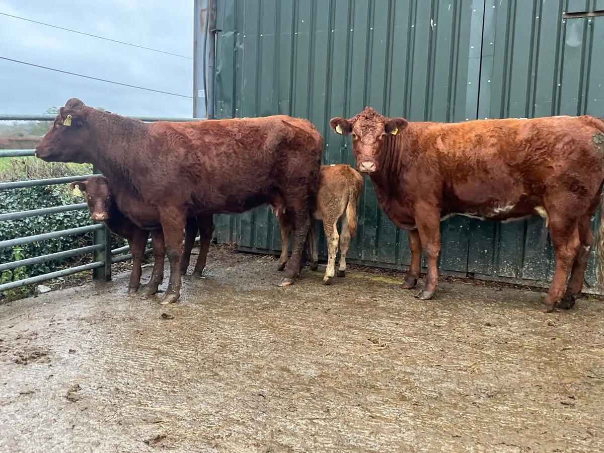 2 Super Limousine 1st Calvers with heifer calves - Image 1