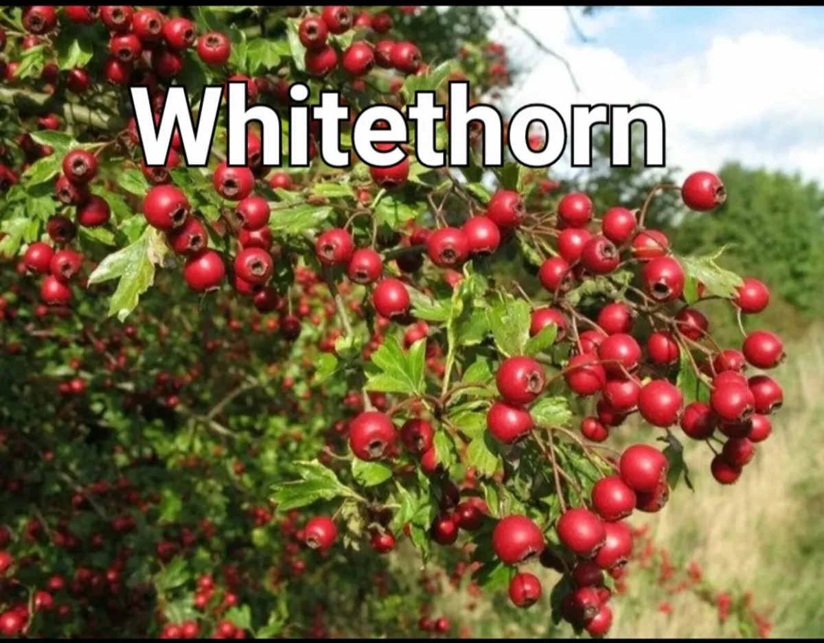 Online Native Trees & Hedging - Image 2