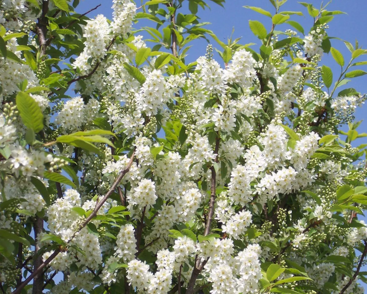 Online Native Trees & Hedging - Image 3