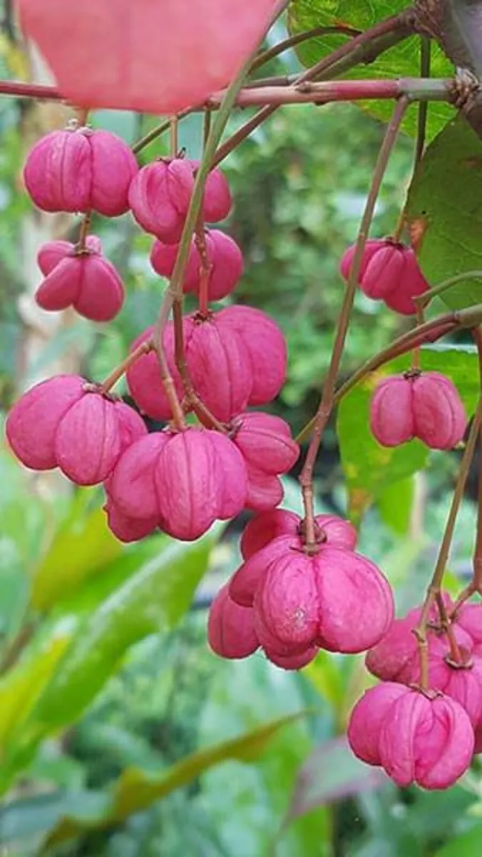 Online Native Trees & Hedging - Image 4