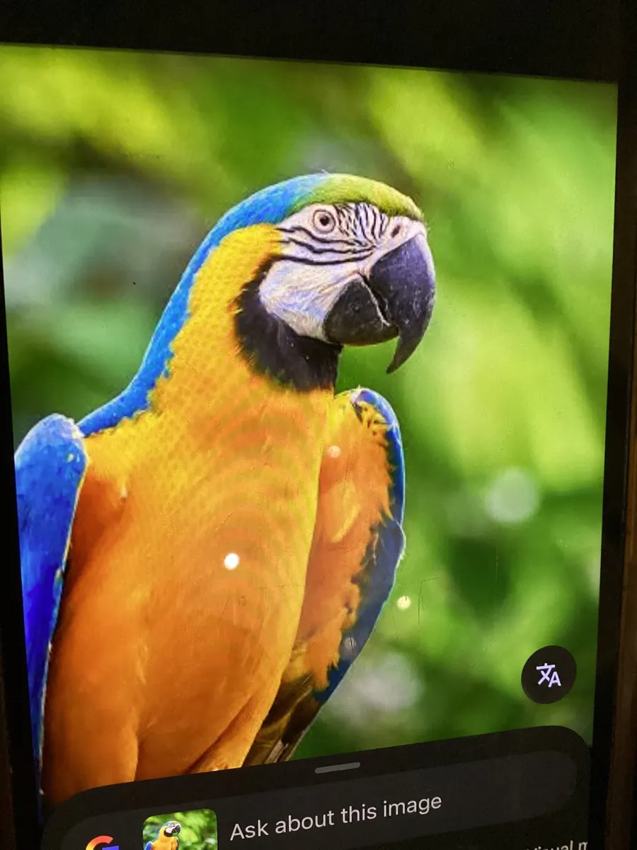 Breeding pair of macaws