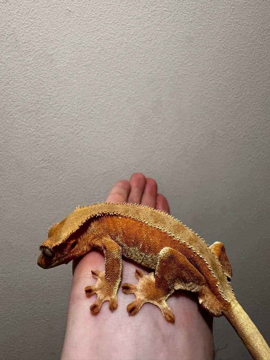 Crested gecko - Image 2