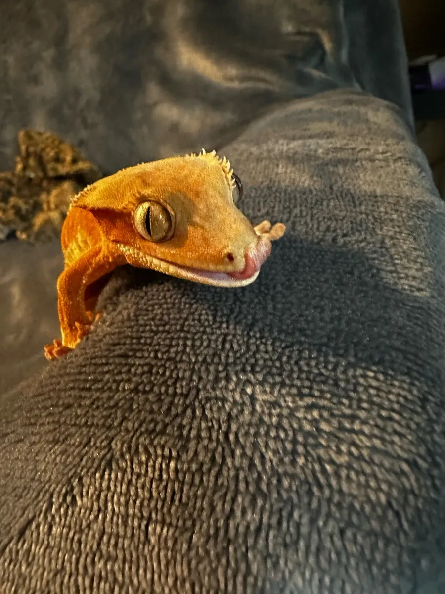 Crested gecko - Image 1