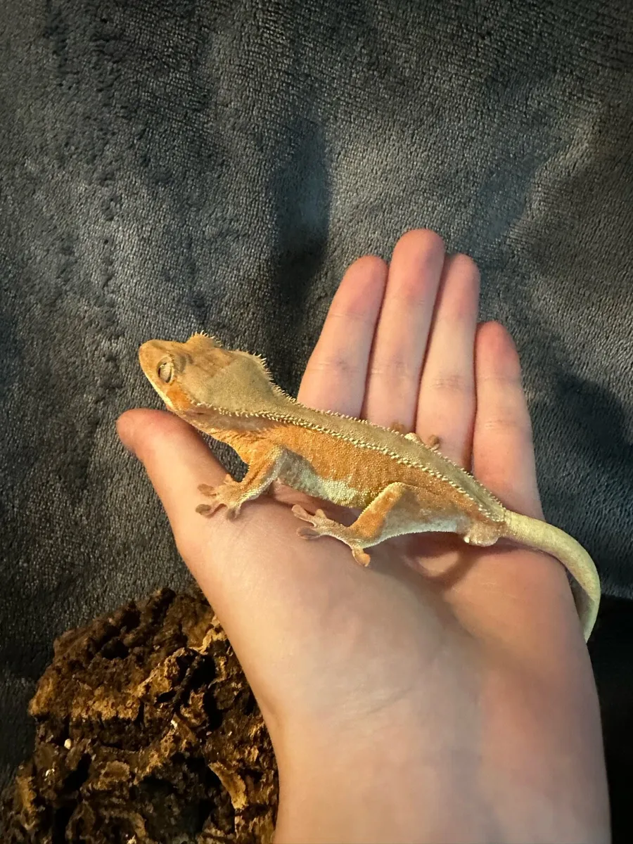 Crested gecko - Image 3
