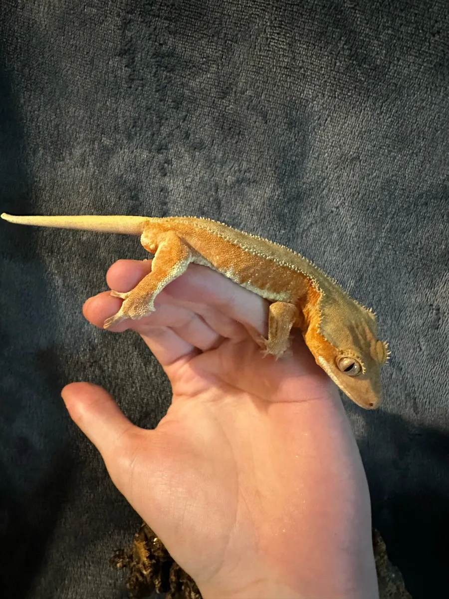 Crested gecko - Image 4