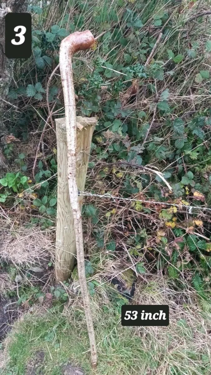 Walking stick - Image 4