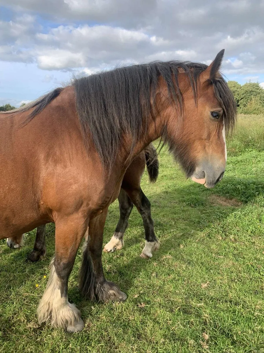 Lovely Cob Mare - Image 2