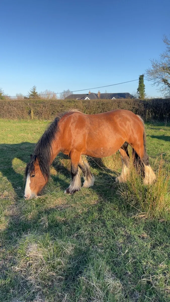 Lovely Cob Mare - Image 3