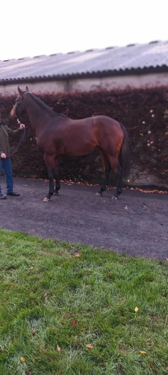 Thoroughbred broodmare - Image 2