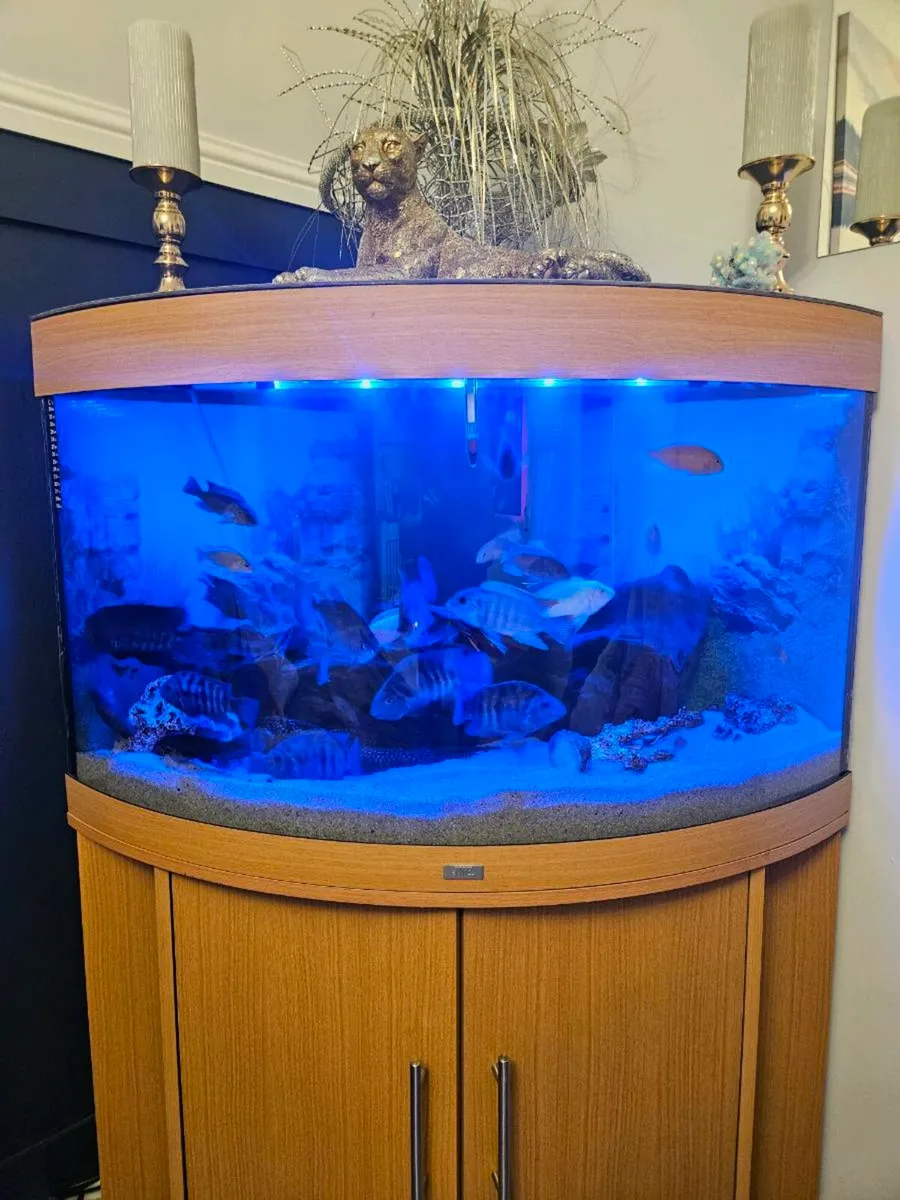 190l corner fish unit juvel - Image 3