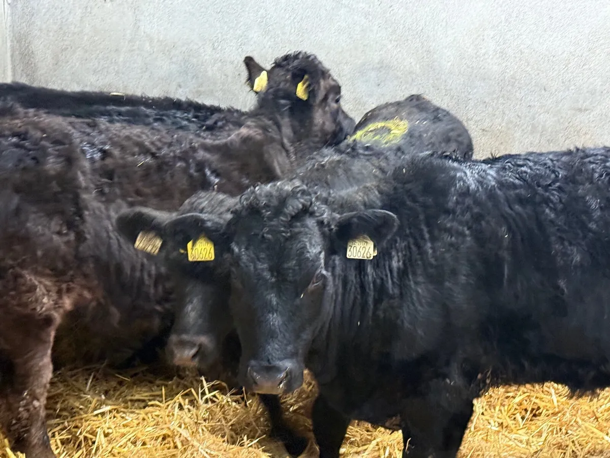 5 SUCKLER BRED LIMOUSINE HEIFERS - Image 1