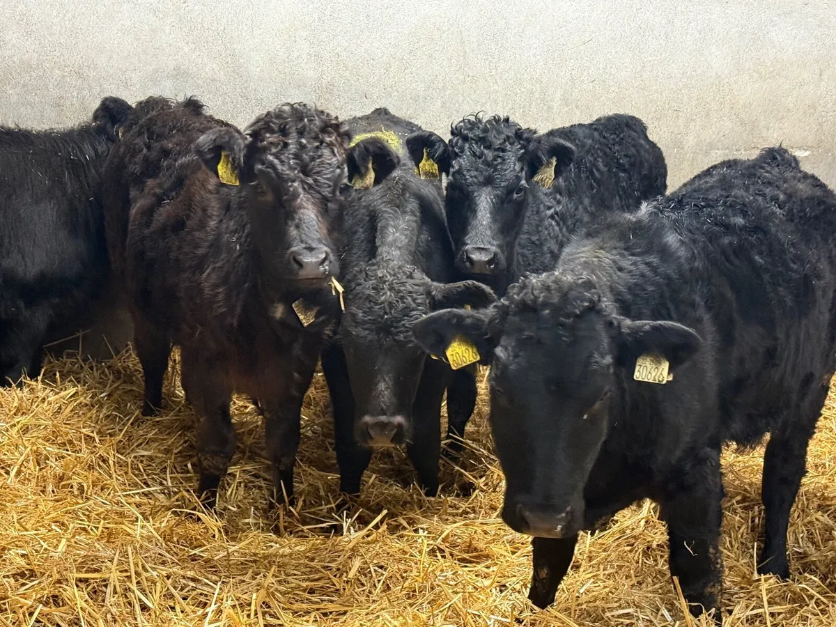 5 SUCKLER BRED LIMOUSINE HEIFERS - Image 2