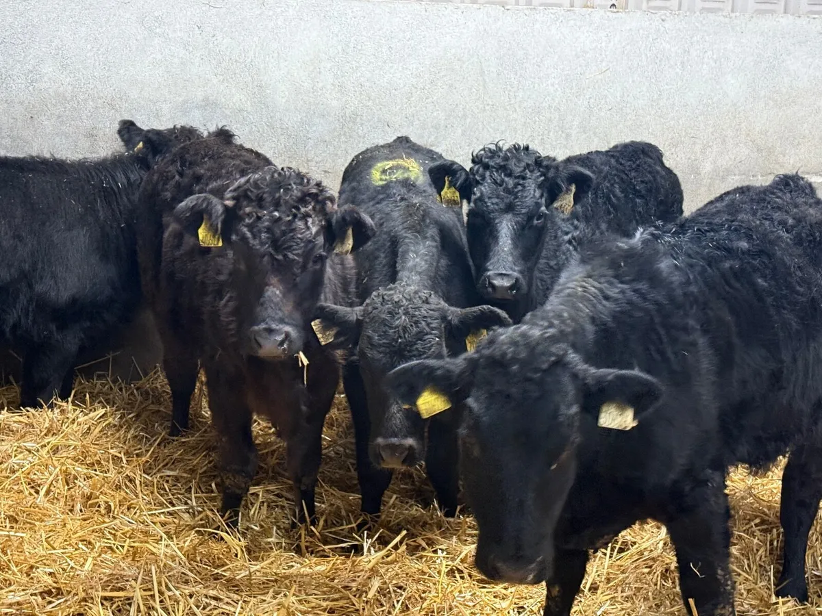 5 SUCKLER BRED LIMOUSINE HEIFERS - Image 3