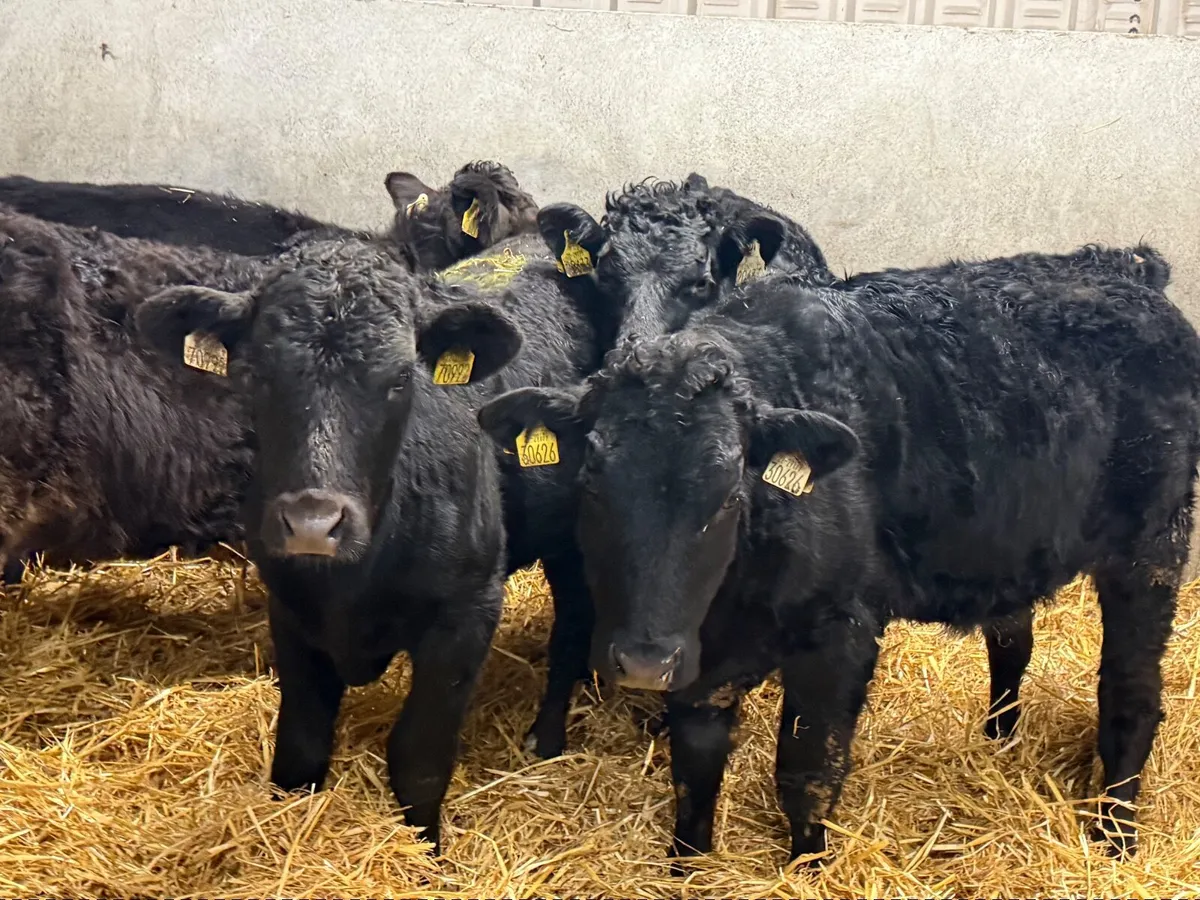 5 SUCKLER BRED LIMOUSINE HEIFERS - Image 4