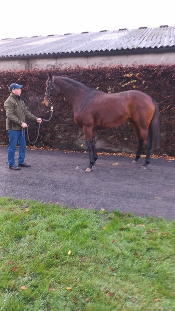 Thoroughbred broodmare - Image 3